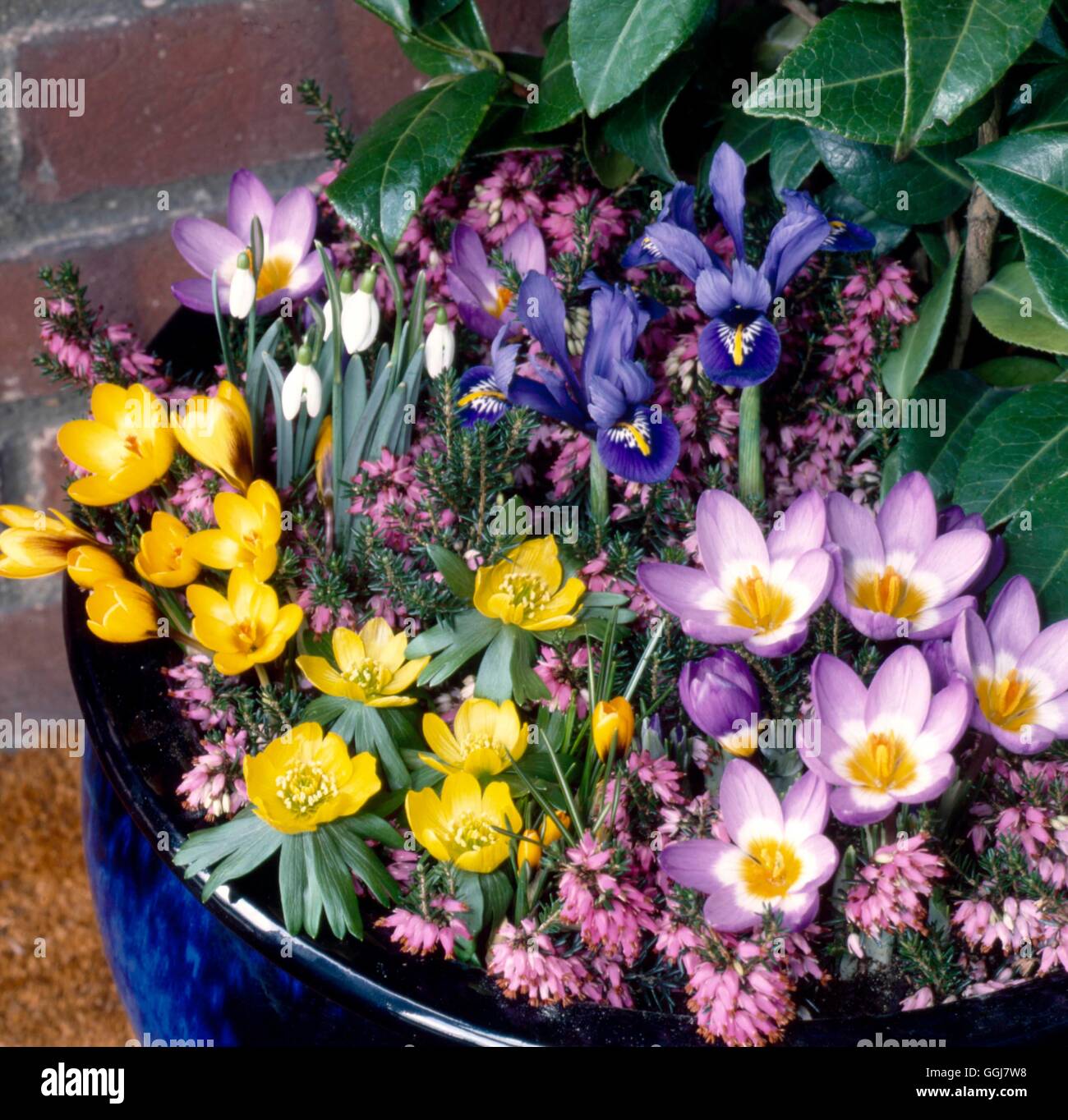 Container - Bulbs - with Iris `Harmony'  Crocus sieberi subsp. sublimis `Tricolor'  Crocus chrysanthus `Saturnus'  Eranthis and Stock Photo